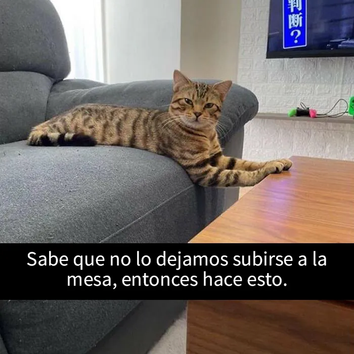 20 Acertados memes sobre gatos que muestran cómo es convivir con ellos