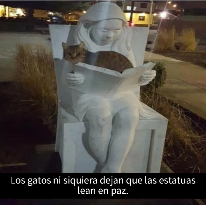 20 Acertados memes sobre gatos que muestran cómo es convivir con ellos