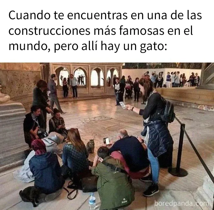 20 Acertados memes sobre gatos que muestran cómo es convivir con ellos