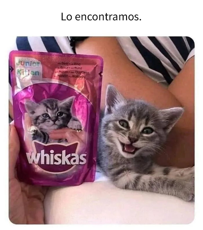 20 Acertados memes sobre gatos que muestran cómo es convivir con ellos