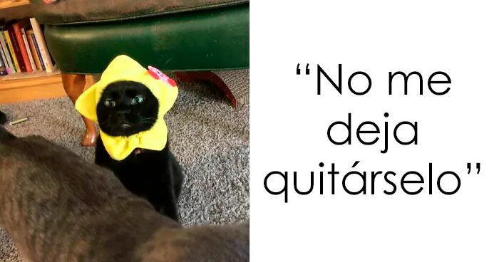 40 Gatos actuando tan raro que no sabemos si están rotos o son así