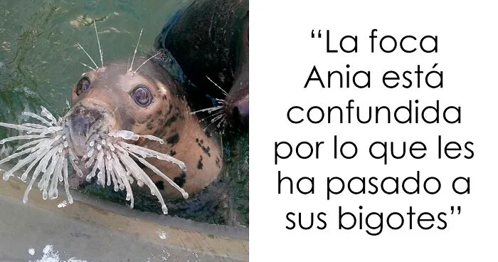 Fotos del invierno que revelan cómo es realmente el frío