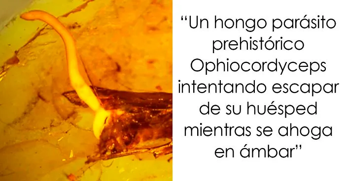 35 Personas que no tenían ni idea de lo que estaban viendo, así que esta comunidad de internet acudió al rescate
