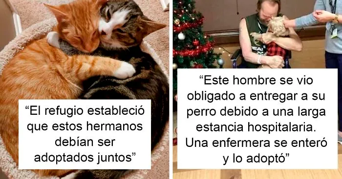 45 Adorables fotos de mascotas adoptadas con sus dueños el pasado mes de diciembre, mostrando la alegría de dar una segunda oportunidad
