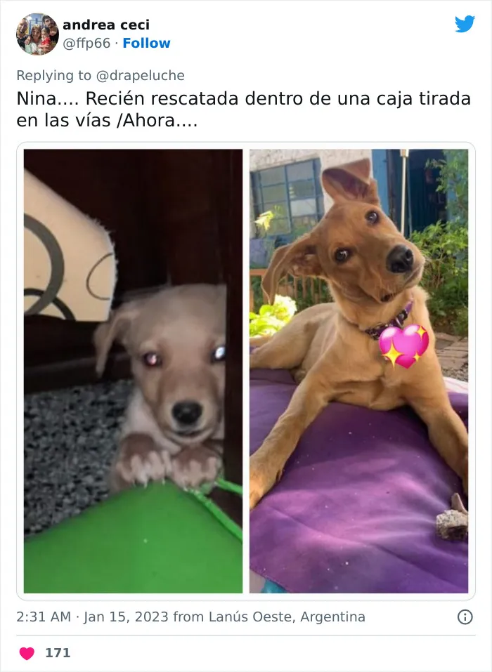 40 Adorables fotos de mascotas comparando su aspecto actual con el que tenían cuando llegaron a sus dueños