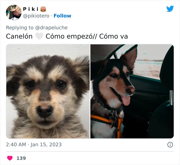 40 Adorables fotos de mascotas comparando su aspecto actual con el que tenían cuando llegaron a sus dueños