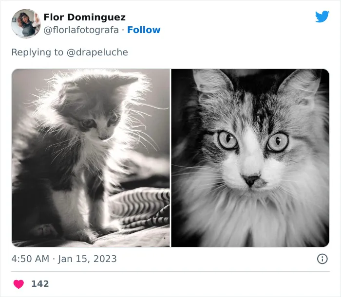 40 Adorables fotos de mascotas comparando su aspecto actual con el que tenían cuando llegaron a sus dueños
