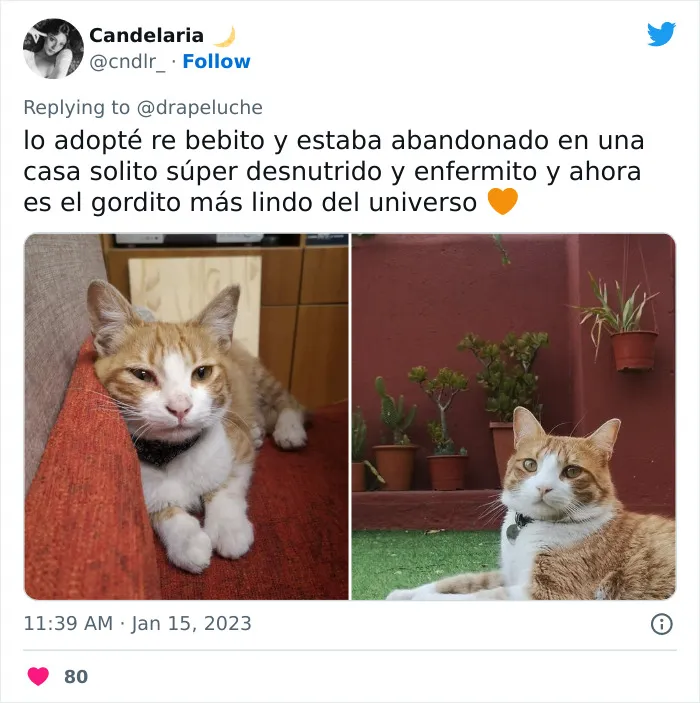 40 Adorables fotos de mascotas comparando su aspecto actual con el que tenían cuando llegaron a sus dueños