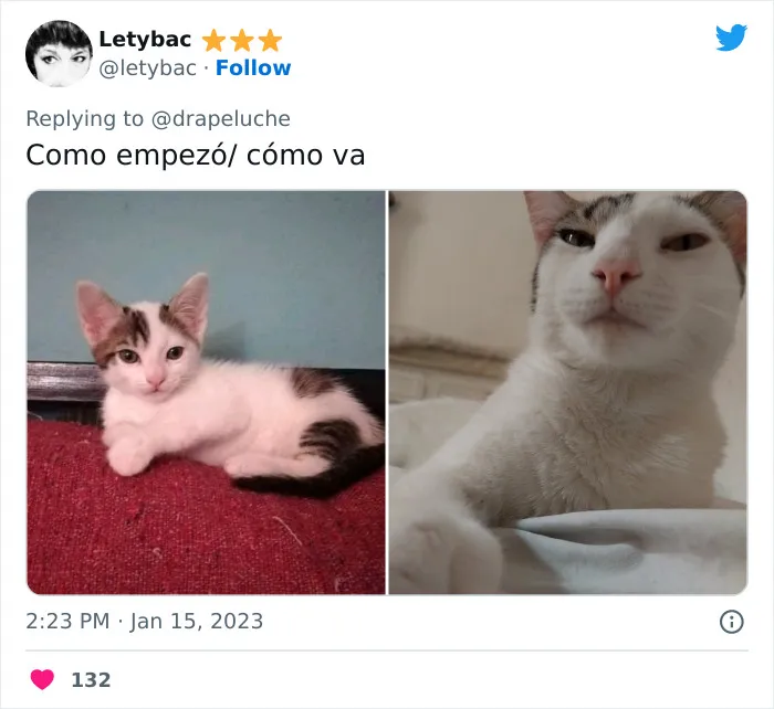40 Adorables fotos de mascotas comparando su aspecto actual con el que tenían cuando llegaron a sus dueños