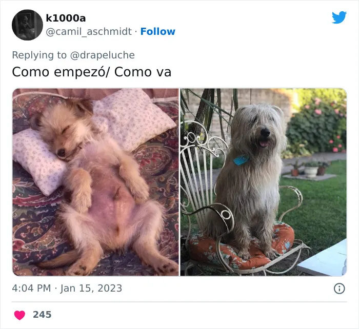 40 Adorables fotos de mascotas comparando su aspecto actual con el que tenían cuando llegaron a sus dueños