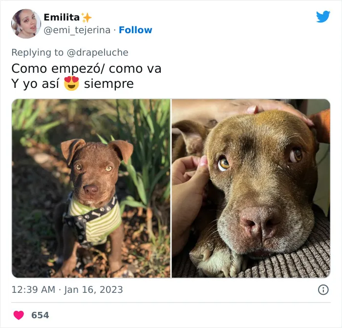 40 Adorables fotos de mascotas comparando su aspecto actual con el que tenían cuando llegaron a sus dueños
