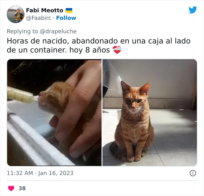 40 Adorables fotos de mascotas comparando su aspecto actual con el que tenían cuando llegaron a sus dueños