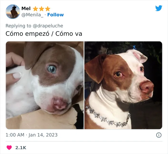 40 Adorables fotos de mascotas comparando su aspecto actual con el que tenían cuando llegaron a sus dueños