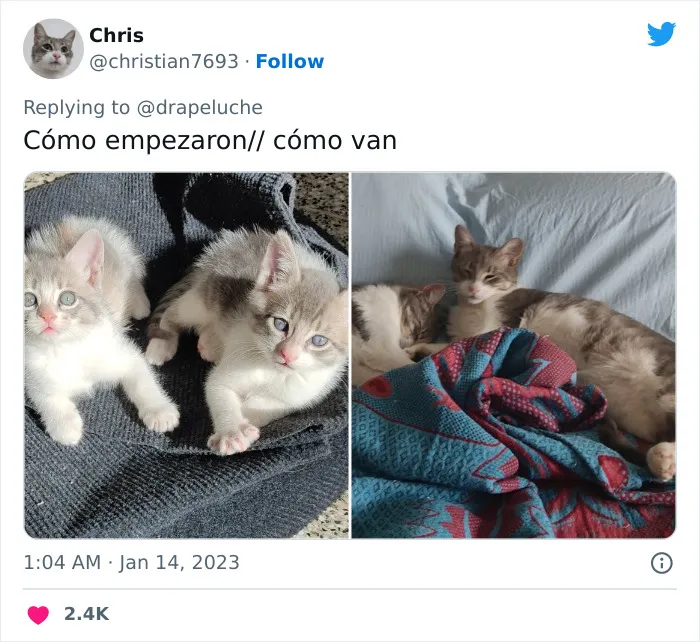 40 Adorables fotos de mascotas comparando su aspecto actual con el que tenían cuando llegaron a sus dueños