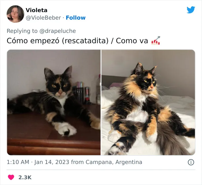 40 Adorables fotos de mascotas comparando su aspecto actual con el que tenían cuando llegaron a sus dueños