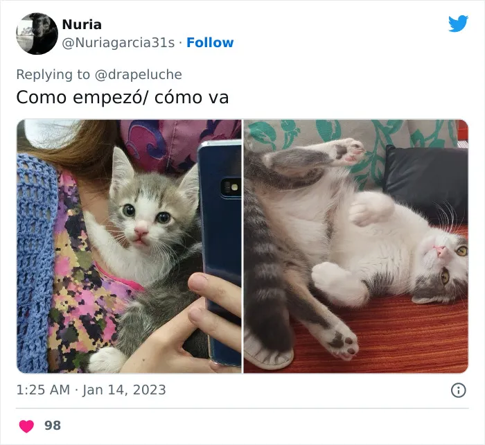 40 Adorables fotos de mascotas comparando su aspecto actual con el que tenían cuando llegaron a sus dueños