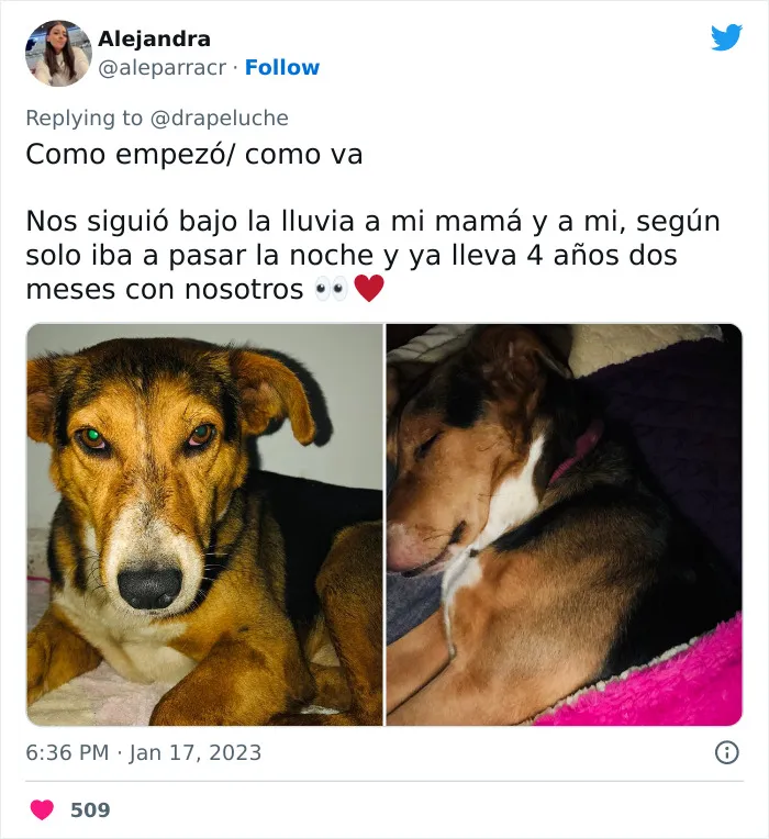 40 Adorables fotos de mascotas comparando su aspecto actual con el que tenían cuando llegaron a sus dueños