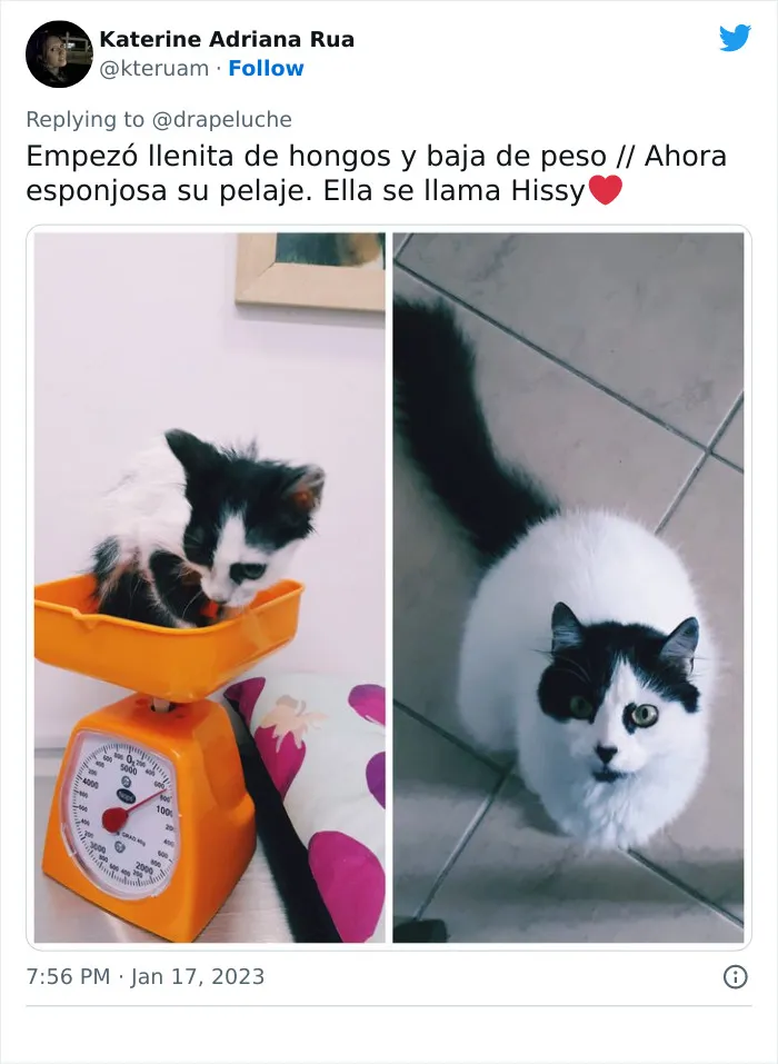40 Adorables fotos de mascotas comparando su aspecto actual con el que tenían cuando llegaron a sus dueños