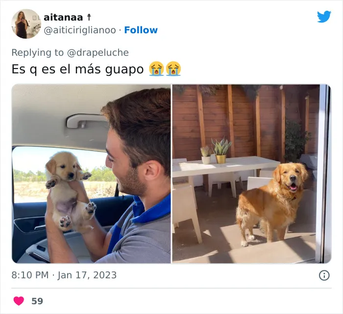 40 Adorables fotos de mascotas comparando su aspecto actual con el que tenían cuando llegaron a sus dueños