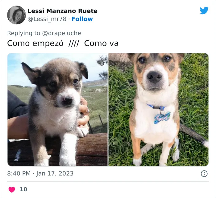 40 Adorables fotos de mascotas comparando su aspecto actual con el que tenían cuando llegaron a sus dueños