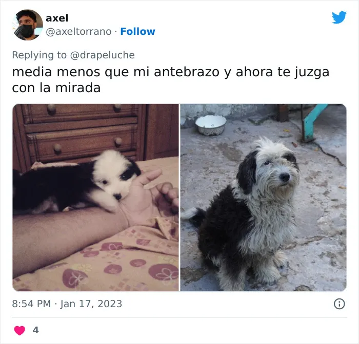 40 Adorables fotos de mascotas comparando su aspecto actual con el que tenían cuando llegaron a sus dueños