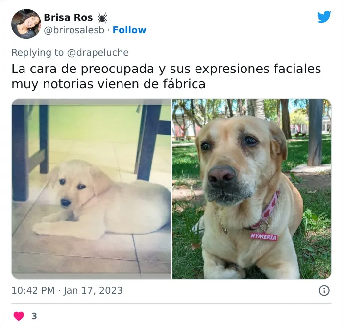 40 Adorables fotos de mascotas comparando su aspecto actual con el que tenían cuando llegaron a sus dueños