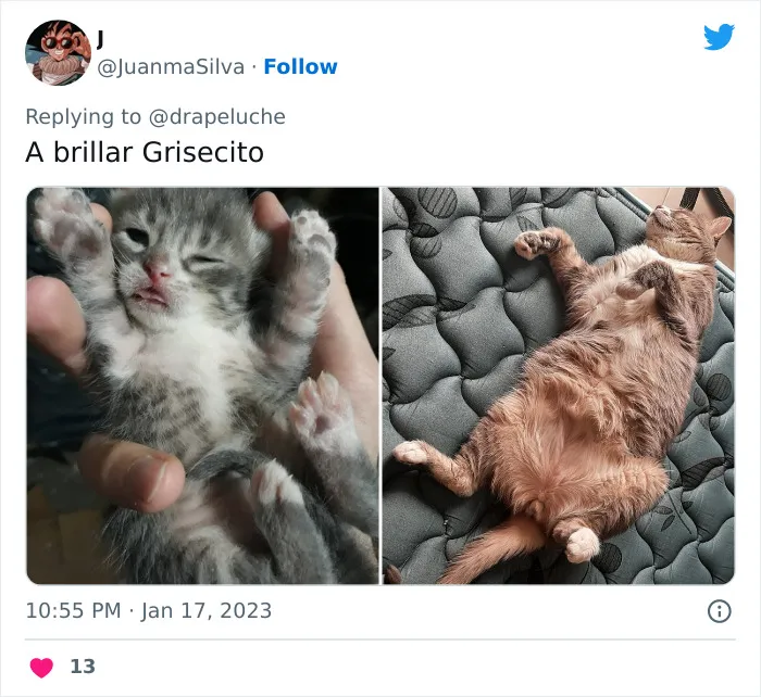 40 Adorables fotos de mascotas comparando su aspecto actual con el que tenían cuando llegaron a sus dueños