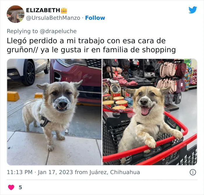 40 Adorables fotos de mascotas comparando su aspecto actual con el que tenían cuando llegaron a sus dueños