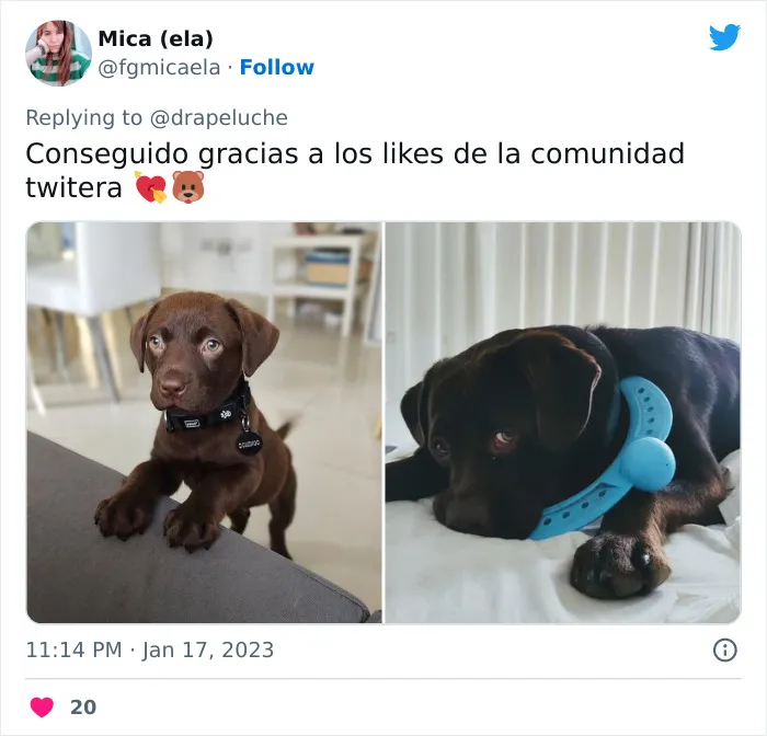 40 Adorables fotos de mascotas comparando su aspecto actual con el que tenían cuando llegaron a sus dueños