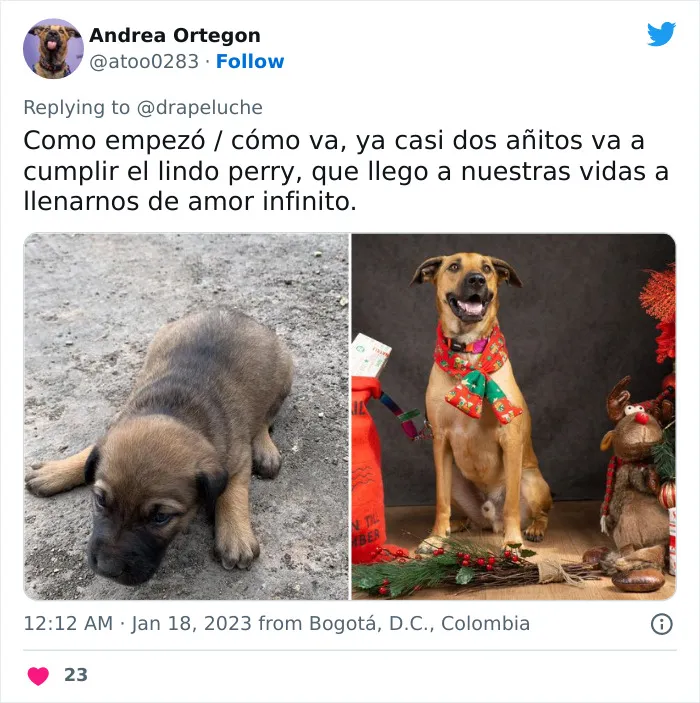 40 Adorables fotos de mascotas comparando su aspecto actual con el que tenían cuando llegaron a sus dueños