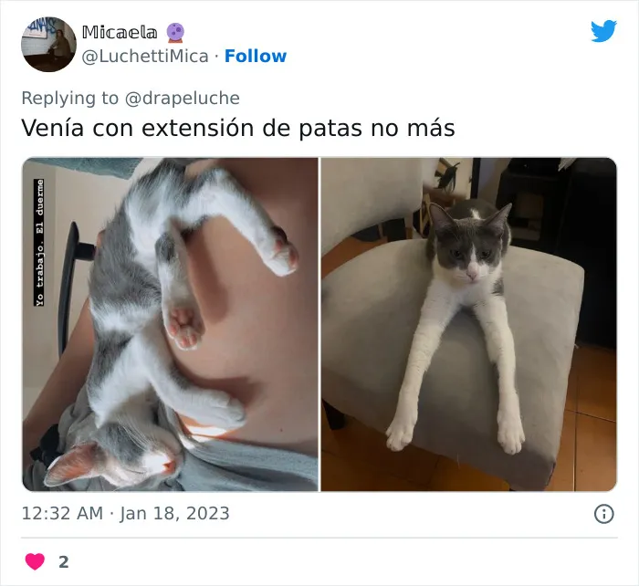 40 Adorables fotos de mascotas comparando su aspecto actual con el que tenían cuando llegaron a sus dueños
