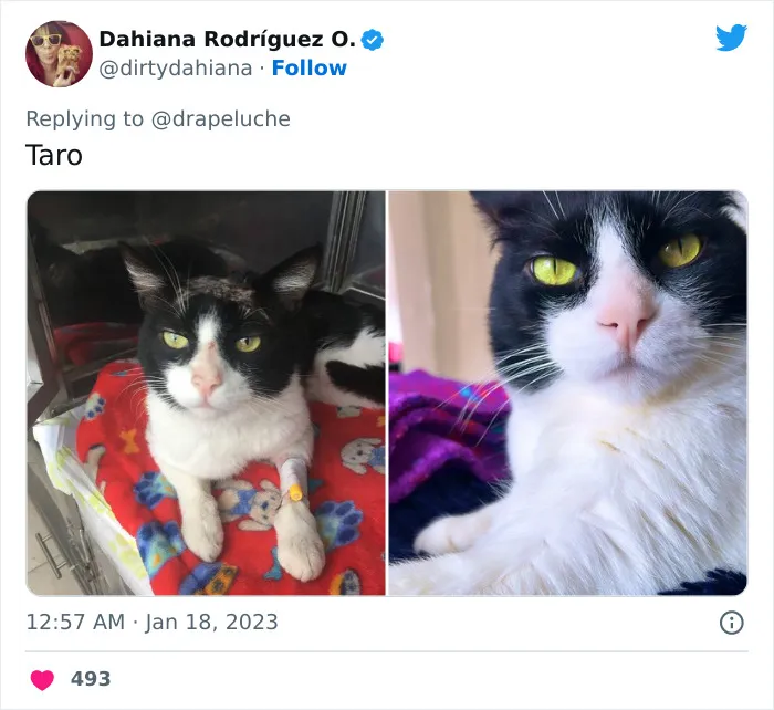 40 Adorables fotos de mascotas comparando su aspecto actual con el que tenían cuando llegaron a sus dueños