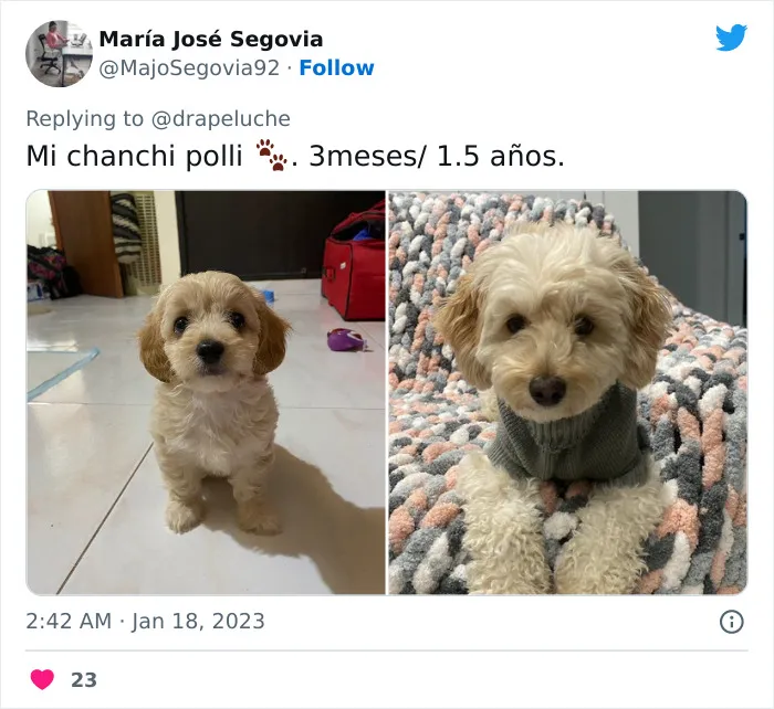 40 Adorables fotos de mascotas comparando su aspecto actual con el que tenían cuando llegaron a sus dueños