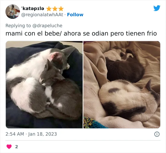 40 Adorables fotos de mascotas comparando su aspecto actual con el que tenían cuando llegaron a sus dueños