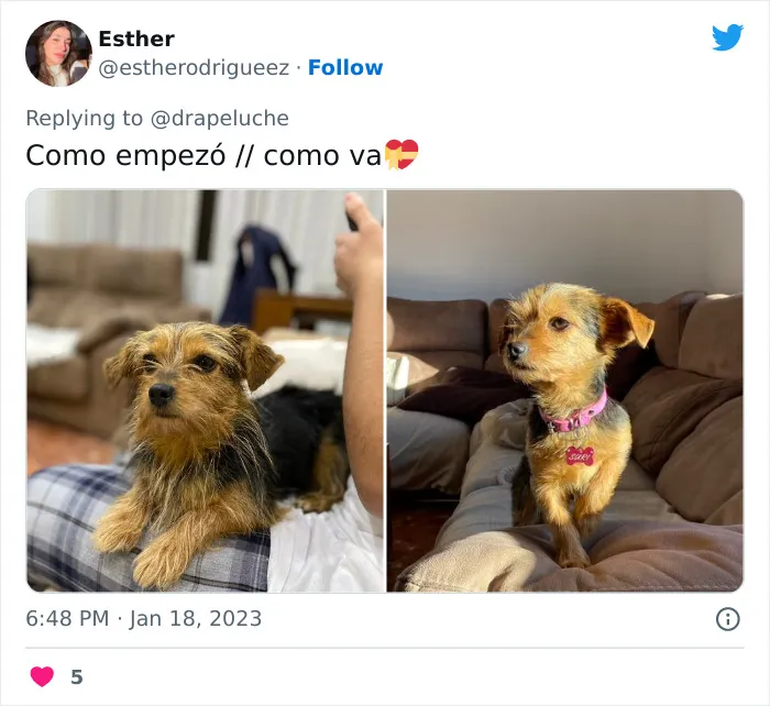 40 Adorables fotos de mascotas comparando su aspecto actual con el que tenían cuando llegaron a sus dueños
