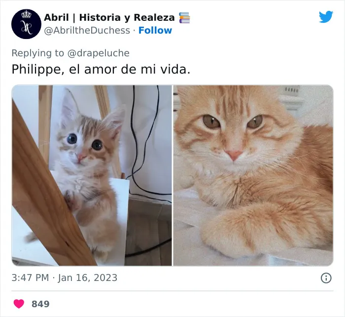 40 Adorables fotos de mascotas comparando su aspecto actual con el que tenían cuando llegaron a sus dueños