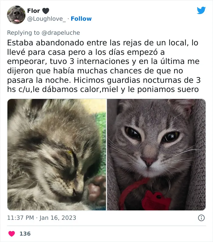 40 Adorables fotos de mascotas comparando su aspecto actual con el que tenían cuando llegaron a sus dueños