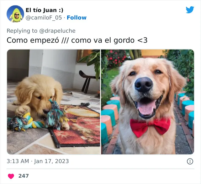 40 Adorables fotos de mascotas comparando su aspecto actual con el que tenían cuando llegaron a sus dueños