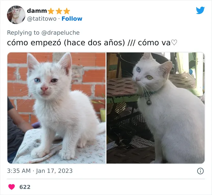 40 Adorables fotos de mascotas comparando su aspecto actual con el que tenían cuando llegaron a sus dueños