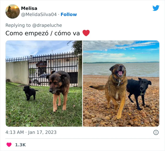 40 Adorables fotos de mascotas comparando su aspecto actual con el que tenían cuando llegaron a sus dueños