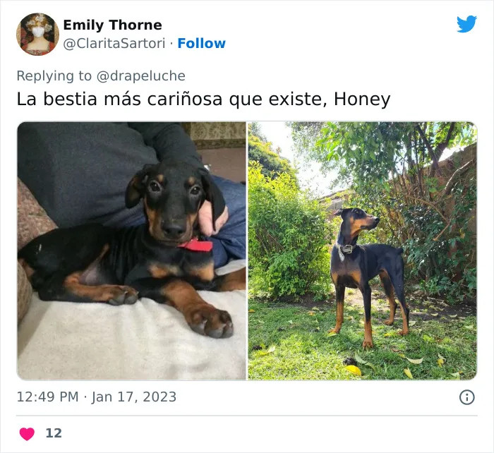 40 Adorables fotos de mascotas comparando su aspecto actual con el que tenían cuando llegaron a sus dueños