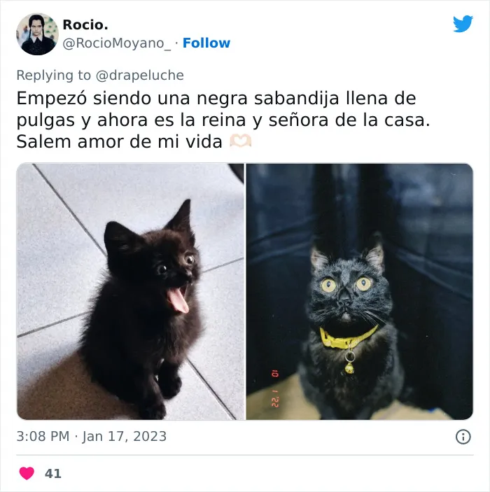 40 Adorables fotos de mascotas comparando su aspecto actual con el que tenían cuando llegaron a sus dueños