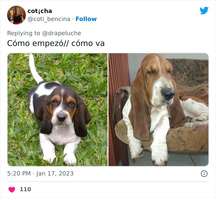 40 Adorables fotos de mascotas comparando su aspecto actual con el que tenían cuando llegaron a sus dueños