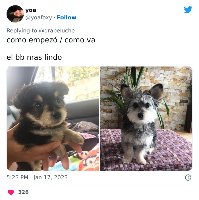 40 Adorables fotos de mascotas comparando su aspecto actual con el que tenían cuando llegaron a sus dueños