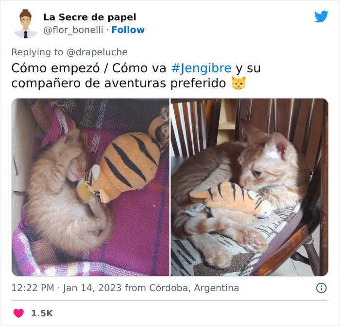 40 Adorables fotos de mascotas comparando su aspecto actual con el que tenían cuando llegaron a sus dueños