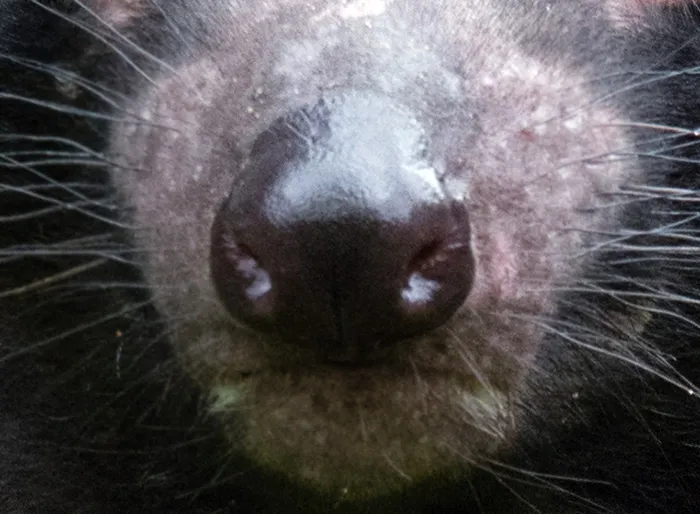 ¿Es una rata gigante, un tejón o un diablo de Tasmania?