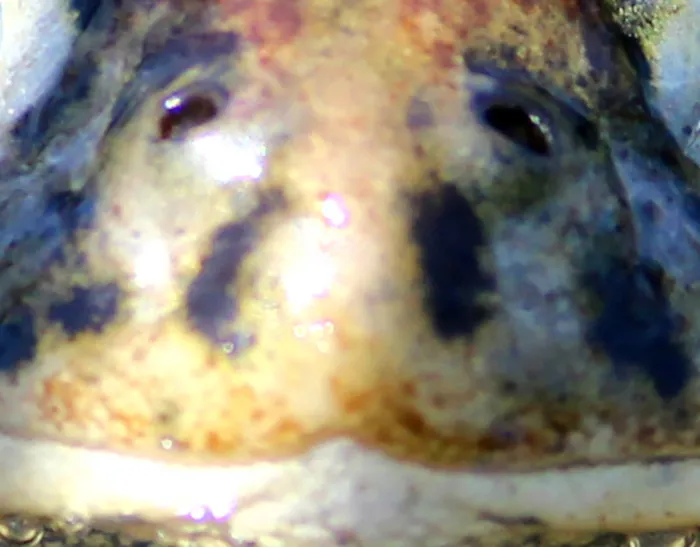 ¿Es una tortuga, un tritón o un sapo?