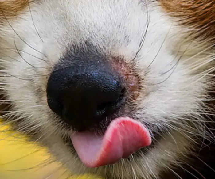 ¿Es un zorro, un panda rojo o un mapache?