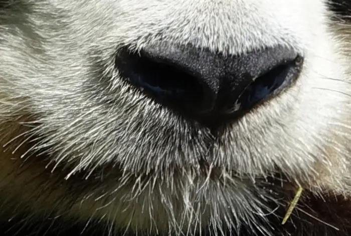 ¿Es un leopardo de las nieves, un oso panda o una nutria marina?