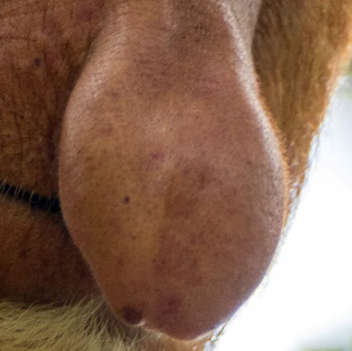 ¿Es Cyrano de Bergerac, Pinocho o un mono násico?